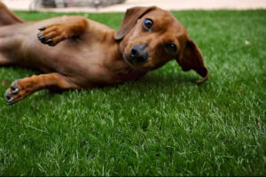 pet turf 1536x1025 1 300x200 1