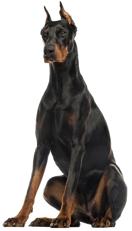 Doberman Pinscher 800px