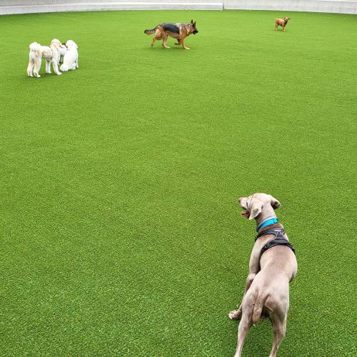 bbp artificial grass dog park