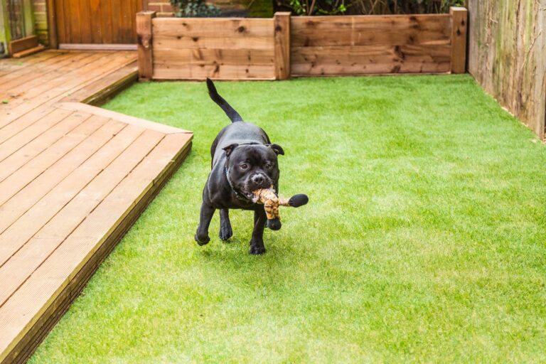 dog playing to pet friendly lawn artificial turf 768x512 1
